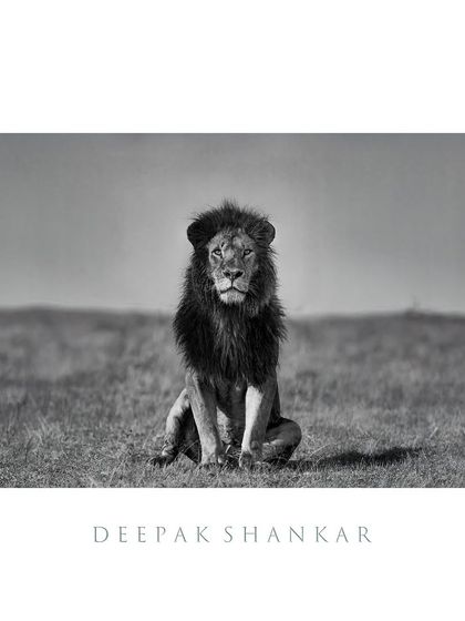 Framed as a fine art print, this monochrome portrait of a lone lion is a timeless statement piece. It’s a story of strength, solitude, and sovereignty.