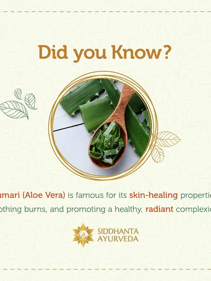 A reminder of the power of Kumari (Aloe Vera). Its natural properties make it an invaluable ingredient for soothing irritated skin and promoting a healthy, radiant complexion.