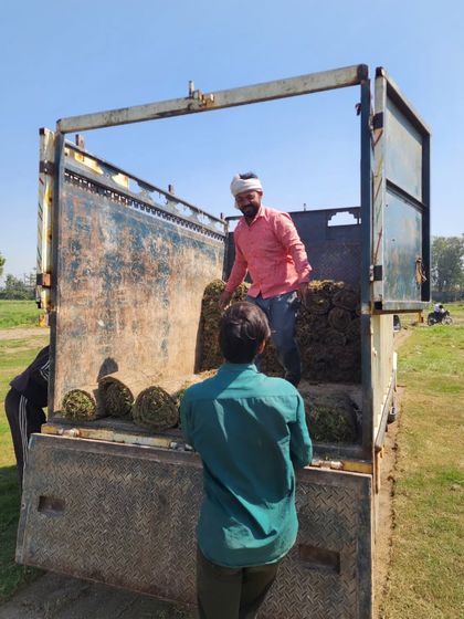 Delhi Gardner - Wholesale Plant & Turf Supply Natural Grass Turf: From Our Farm to Your Project photo 66