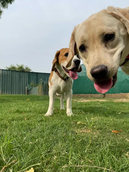 A friendly photobomb. This Labrador just had to get in the shot with his Beagle friend.