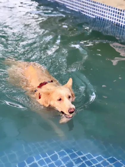 A Golden Retriever enjoying a cool dip. The pool is a great way for long-coated breeds to beat the Gurugram heat.