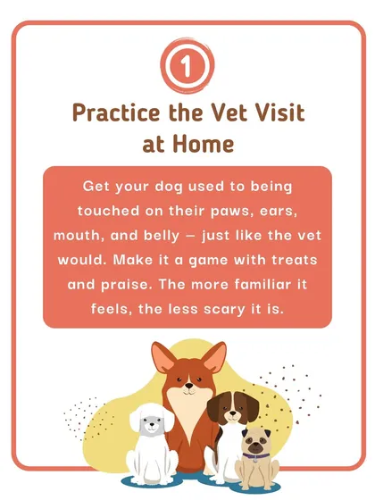 Tip number one for less stressful vet visits: practice at home. Gently touching your dog's paws, ears, and mouth with lots of praise can make the real examination feel less scary.