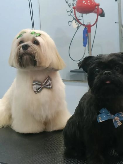 Mamppi Deb - Pet Grooming & Styling Styling for Fluffy Breeds: Shih Tzu, Lhasa & Maltese photo 23