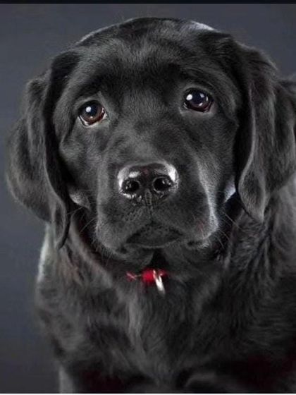 A post from a Senior Police Inspector acknowledging the historical judgment in Coco's case. This support from law enforcement highlights the growing recognition of the seriousness of animal cruelty offenses.