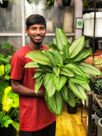 Another happy team member showcasing a stunning Calathea. Their smiles are as bright as the plants they care for, and we're so excited to share all our new green beauties with you.