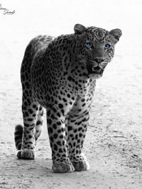 Wildlife Photography