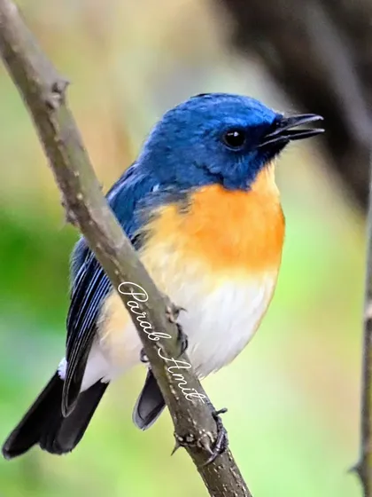 This Tickell's Blue Flycatcher is a burst of color. I dedicated this shot to a newborn, as its bright, cheerful presence feels like a new beginning, a song of the heart.