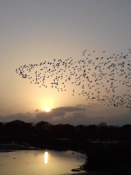 A throwback shot from 2017, showing a massive murmuration of flamingos against the setting sun.