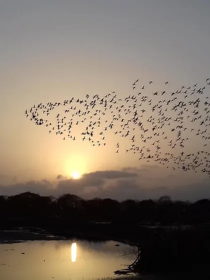 A throwback shot from 2017, showing a massive murmuration of flamingos against the setting sun.