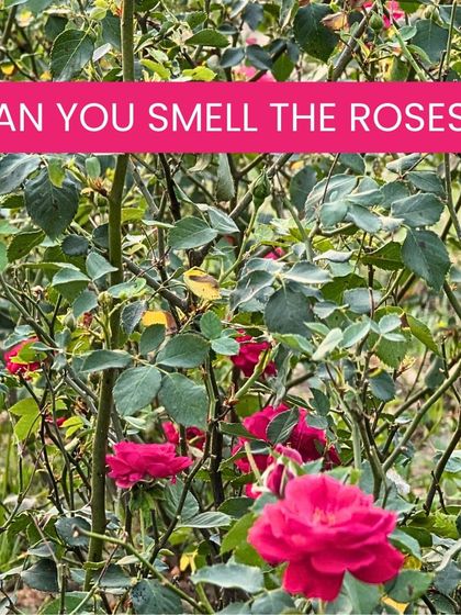 Can you smell the roses? This is where the journey of our refreshing and hydrating Rose Mist begins, in our very own organic fields.