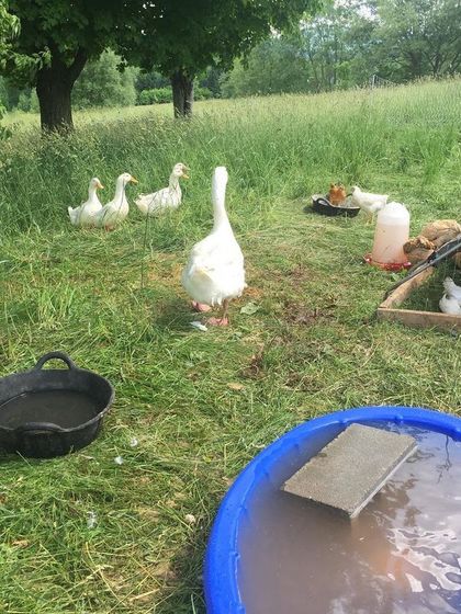 Here you can see our guard goose, Gabby, watching over the flock. We even have a small pool for the ducks to enjoy on the pasture.