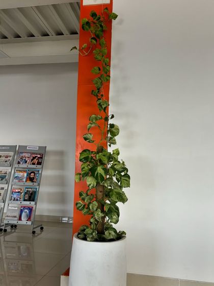 Greening Commercial Spaces photo 62