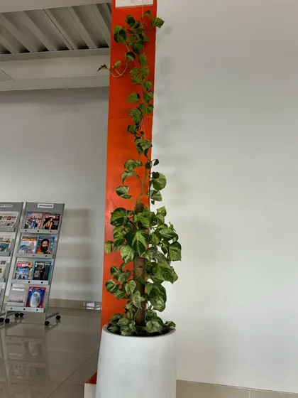 A climbing Pothos plant adds vertical interest to a corner in the Charkos Institute. Supported by a moss pole, it brings a sense of growth and vitality to the institutional setting.