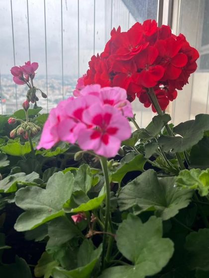 A close-up of bright red and pink geraniums in a balcony planter. These hardy flowers are excellent choices for sunny urban gardens.