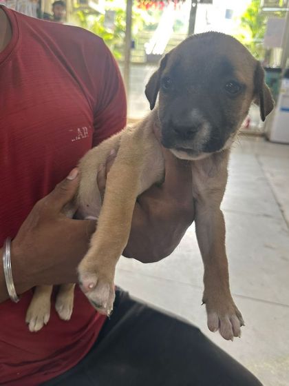 Another view of one of the available puppies, showing his sturdy build and calm demeanor. We can arrange for transport within Delhi for the right family.