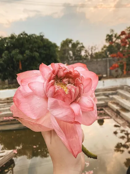 A student holds a beautiful pink lotus, the symbol of purity and enlightenment. This image represents the potential for growth and blossoming that exists within each of us.