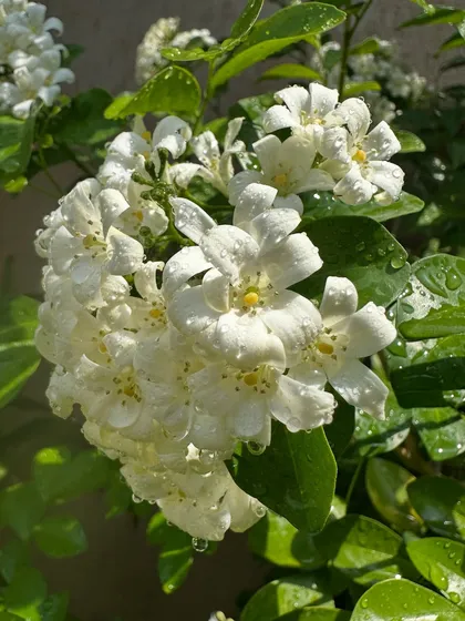 Look at the dew on these Madukamini flowers. Misting your plants can help with humidity, but always make sure the pot has good drainage to prevent root rot.