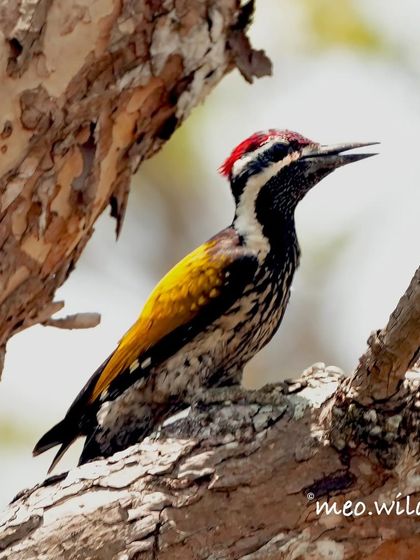 A classic profile of the Malabar Flameback woodpecker. It paused for a moment, giving me a perfect opportunity to capture its striking patterns and alert posture.