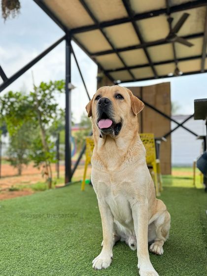 Fluffy Paws Pet Resort - Dog Park & Swimming Pool For the Pet Parents: The Barky Cafe & Chill Zones photo 12
