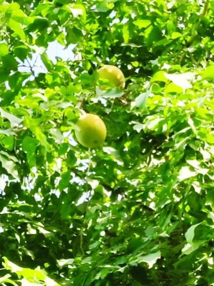 Neha Bhardwaj - Clinical Nutrition for Disease Management Food as Medicine: Know Your Ingredients photo 18