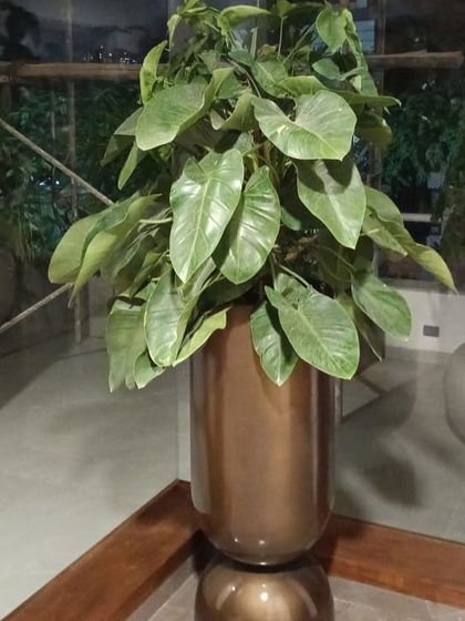 Make My Garden - Nursery & Gardening Store (Retail) Indoor & Air Purifying Plants photo 17