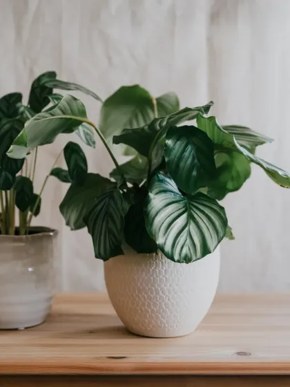 The unique, rippled leaves of the Calathea orbifolia make it a sought-after plant for collectors. Its large, round leaves add a soft, calming presence to this wooden tabletop.