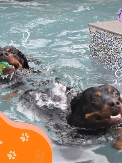 Two Rottweilers enjoying a cool dip together. Swimming is a great way for dogs to socialize and play in a controlled setting.