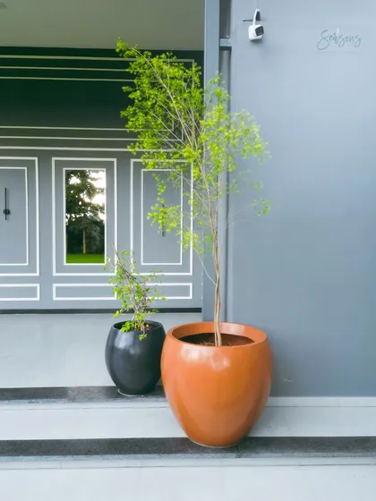 Two plants in contrasting pots, one black and one terracotta, stand at the entrance of a modern building. This pairing demonstrates our eye for detail and our ability to use planters to complement architectural elements.