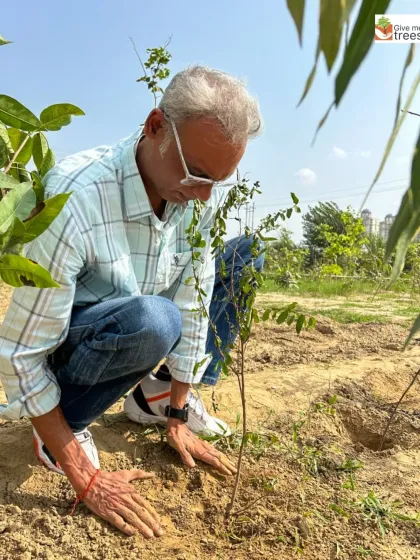A volunteer carefully pats down the soil around a newly planted sapling. This simple act is crucial for ensuring the young tree's stability and access to nutrients, giving it a strong start in life.
