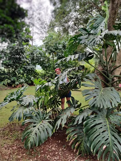 Our co-founder Komal, grinning from ear to ear while hiding in a massive Monstera. The lush, perforated leaves of this plant bring joy to any plant parent.