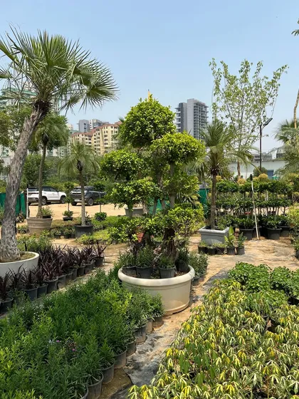 Our nursery offers a wide view of our bonsai and topiary collection, set among other landscaping plants. You can see the variety of shapes and sizes we offer to suit different aesthetic needs.