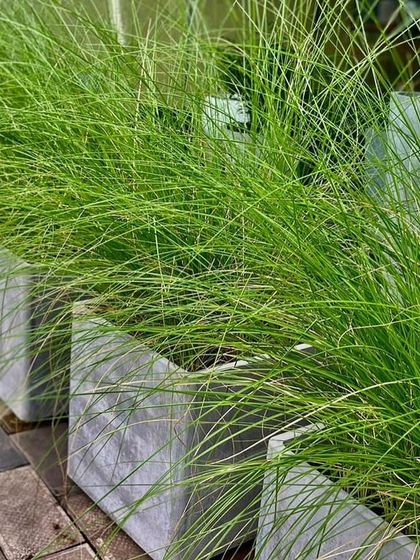 Rakshith Landscaping - Landscape Design & Installation Plant & Tree Supply photo 43