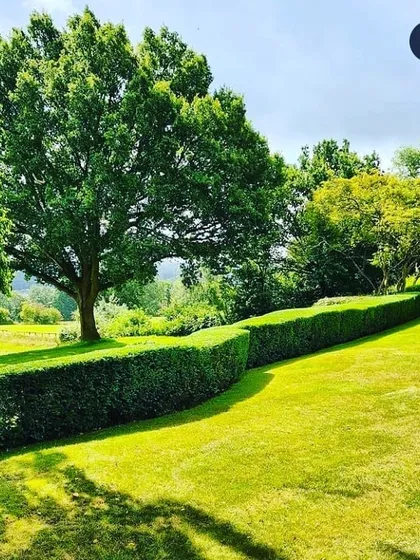 Another view of a beautifully shaped hedge bordering a large lawn. This kind of precise hedge work, known as topiary, adds structure and elegance to any garden design.