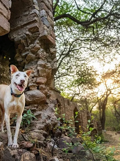 An adventurous Indie explores ancient ruins, the morning sun creating a beautiful silhouette. This photo is full of character and history.
