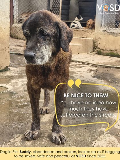 Buddy was abandoned and broken when he came to us in 2022. Today, he is safe and at peace, his pleading eyes now filled with contentment.