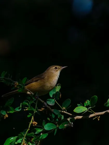 A duplicate of the beautifully lit Blyth's Reed Warbler.