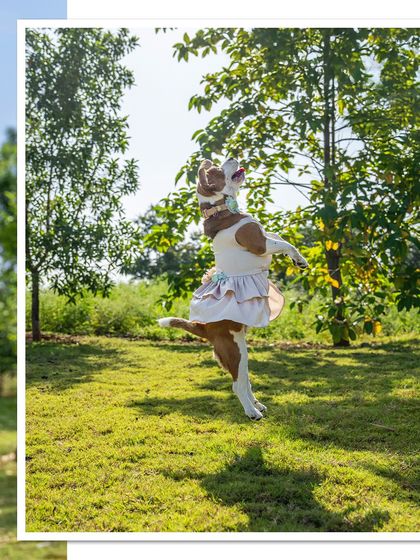 June the Beagle shows off her signature ballerina jump during her birthday photoshoot. This shot is a perfect example of capturing a pet's unique quirks.