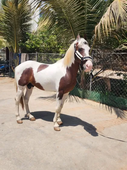 Introducing our new Kathiyawadi stallion. This magnificent paint horse stands at 59 inches and has a striking 'Lal Ablak' coat, a proud addition to our collection.