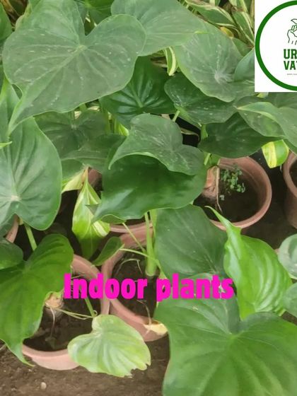 A collection of Homalomena plants with their lovely heart-shaped leaves.