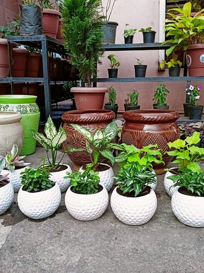 Multiplex Urban Green - Landscape & Garden Services Vertical Gardens & Office Greenery photo 6