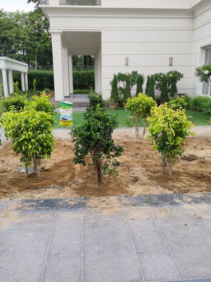 The Ficus trees are in place. This shows the initial stage of creating a green avenue for a residential property.