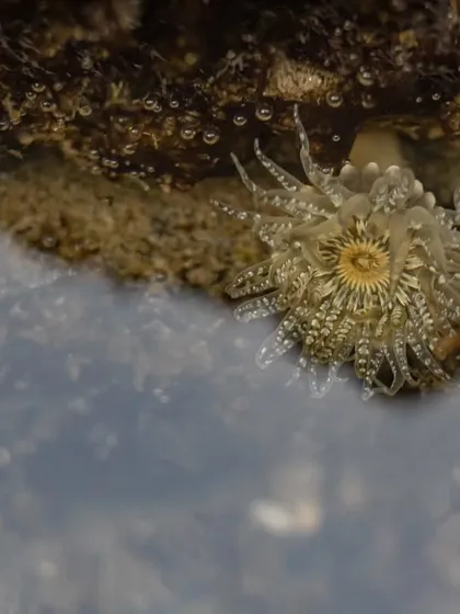 A Banded Bead Anemone photographed at Bandra Bandstand. This image represents the marine ecosystem, one of the many environments I am passionate about protecting.
