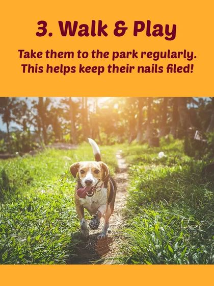 Tail It Easy - Mobile Pet Grooming Pet Parent Pro-Tips photo 26