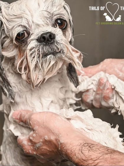 Tails of the City - Pet Spa & Creative Styling Behind the Scenes: Our Gentle Process photo 5