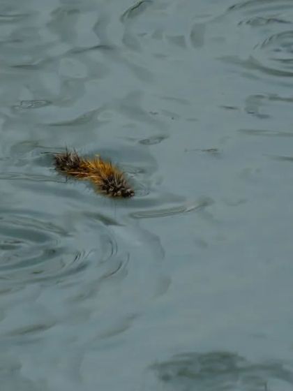 A hairy caterpillar floats on the water's surface, surrounded by ripples. This is an unusual and intriguing shot of an insect in an unexpected situation.