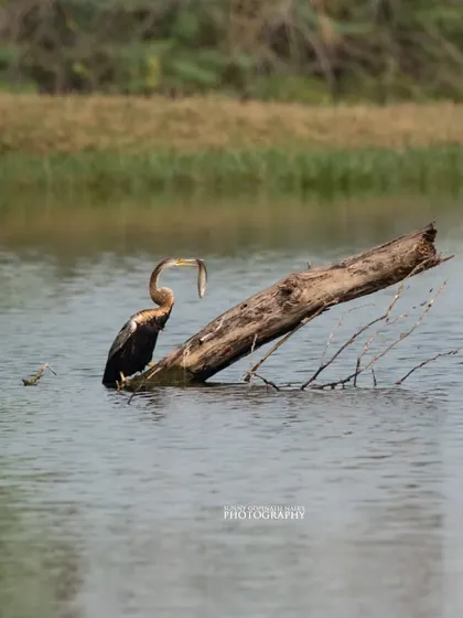An Oriental Darter, also known as a snakebird, with a freshly caught fish in its beak. This action shot captures a key moment of survival in the wetlands.