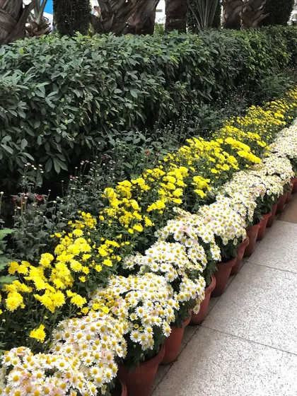 Rows of yellow and white Guldavari in pots, used to create a cheerful border along a walkway. This is a simple but very effective way to add seasonal interest.