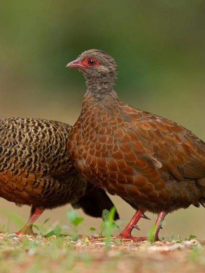 A pair of Red Spurfowl, a shy ground bird found in the forests of India.