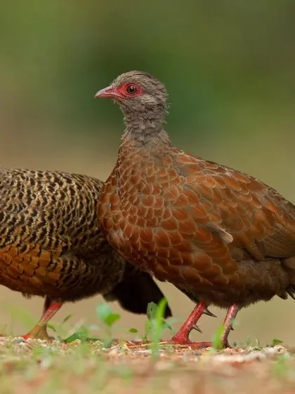 A pair of Red Spurfowl, male and female, showcasing the subtle differences in their plumage.