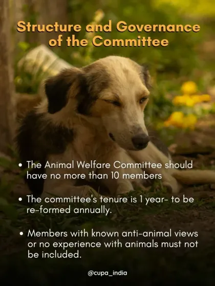 Cupa - Animal Cruelty Legal Aid & Advocacy Know Your Rights: A Guide for Feeders & Pet Owners photo 5